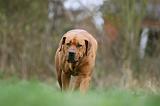 TOSA INU 517